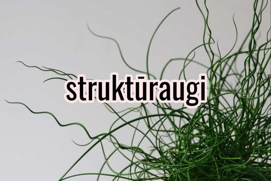 Struktūraugi