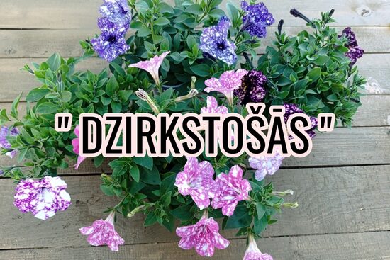 Petūnijas " DZIRKSTOŠĀS "