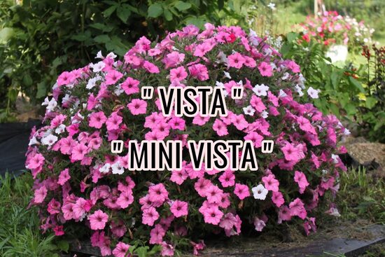 Petūnijas "VISTA" un "MINI VISTA"