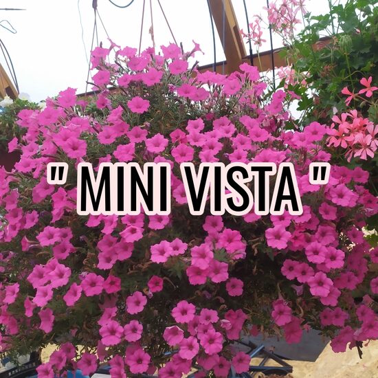 Petūnijas " MINI VISTA "