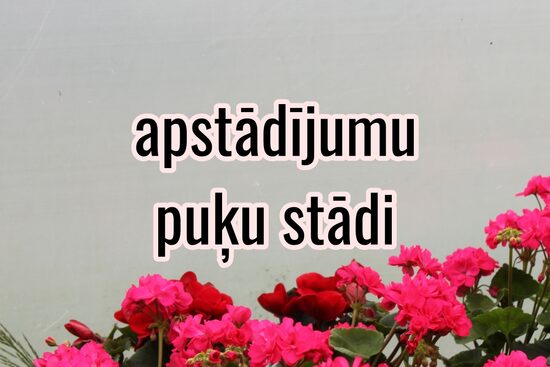 Puķu stādi vasaras apstādījumiem