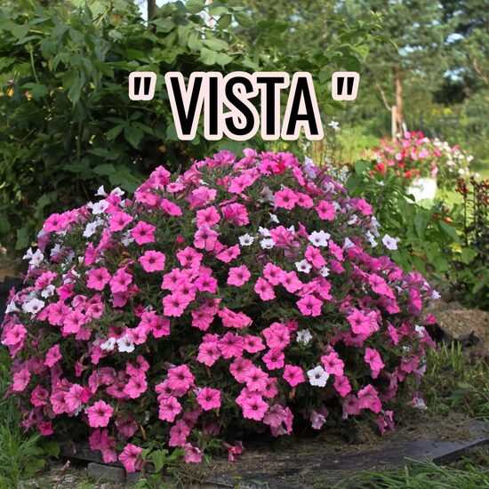 Petūnijas " VISTA "