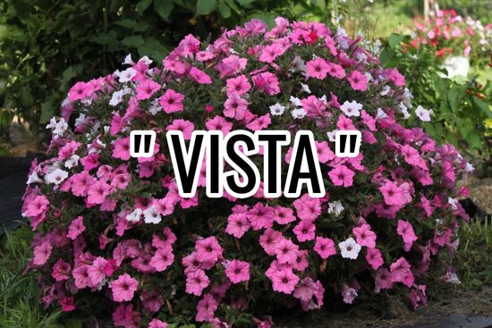 Petūnijas " VISTA "