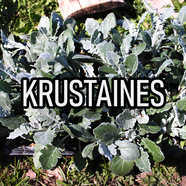 Sudrablapas (krustaines)