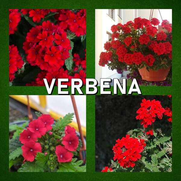 Verbenas