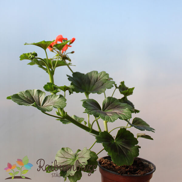 Pelargonijas kāpelējošās