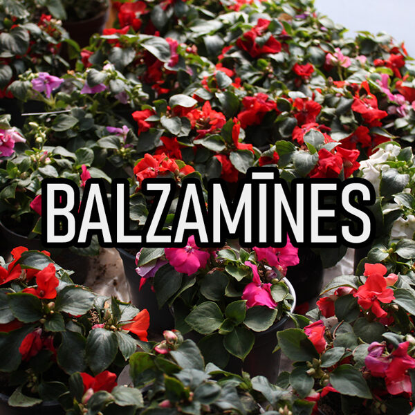Balzamīnes