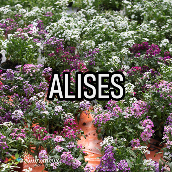 Alises