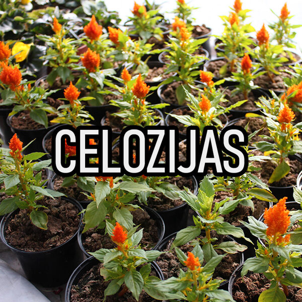 Celozijas