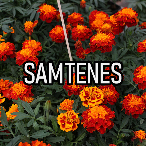Samtenes