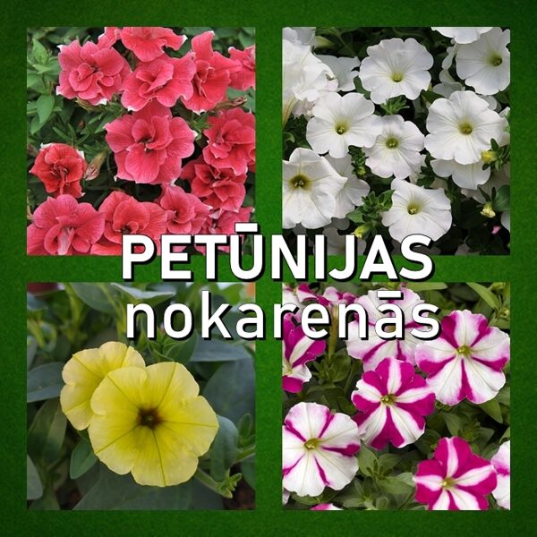 Petūnijas nokarenās