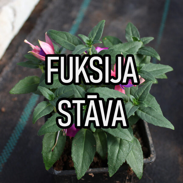 Fuksijas (stāvās)