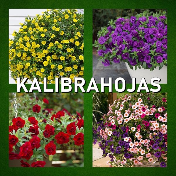 Kalibrahojas