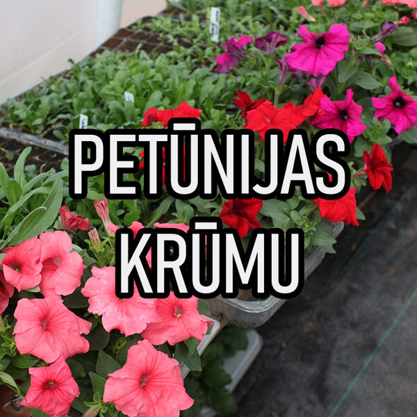 Petūnijas (krūmu)