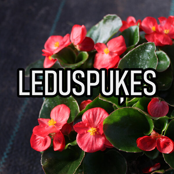 Leduspuķes