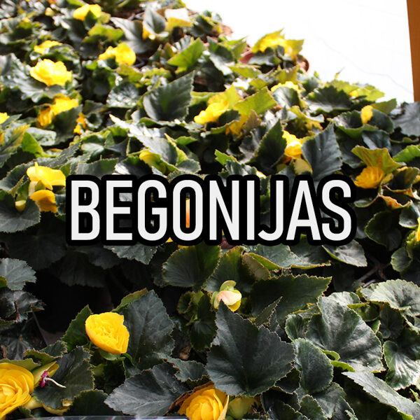 Begonijas