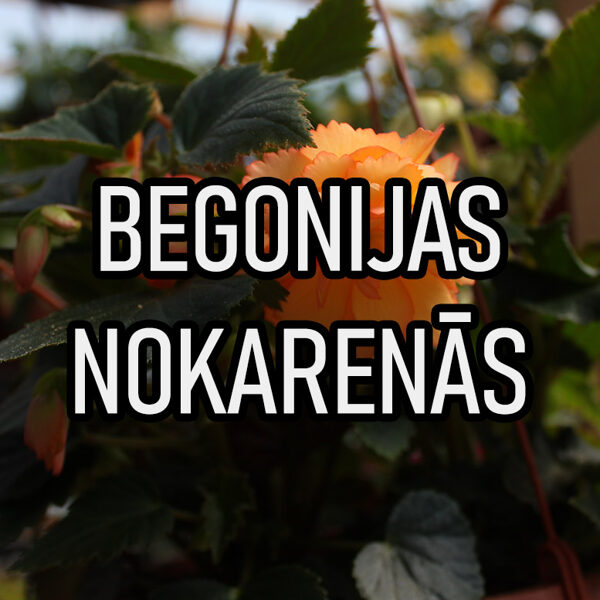 Begonijas nokarenās