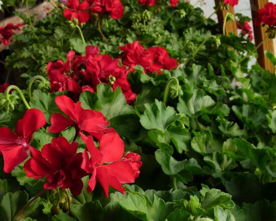 Pelargonija, pusnokarena