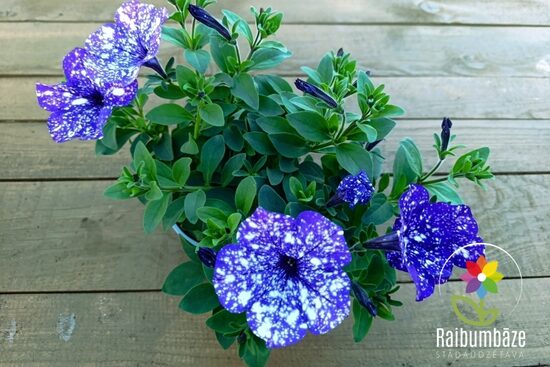 Petūnija " Surprise Sparkling Blue "