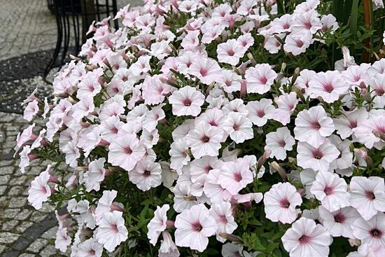 Petūnija "Vista Silverberry"