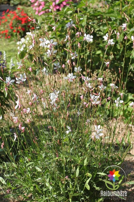 Gaura " Gambit Compact White "