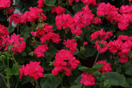 Pelargonija Little Lady Pink