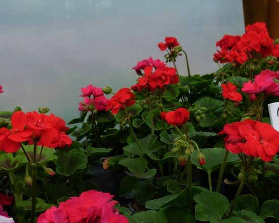 Pelargonija Little Lady Red