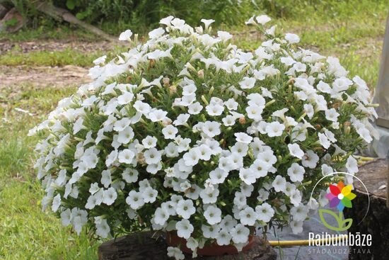 petūnija "Mini Vista White"